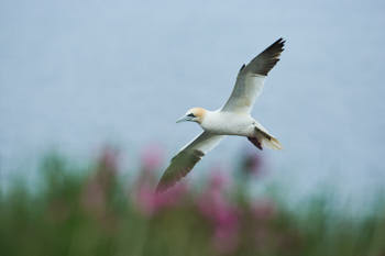 Fou de bassan (Gannet)<br>NIKON D4, 500 mm, 500 ISO,  1/2000 sec,  f : 6.3 